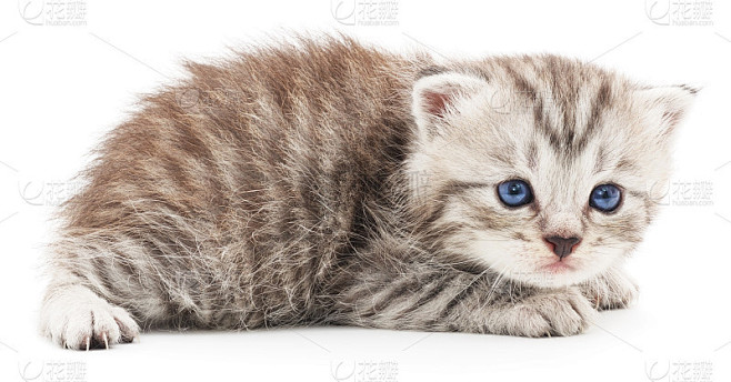 白底上的小猫