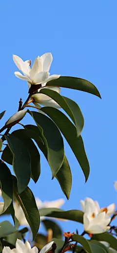 立春时节，云山白兰报春来了，一朵朵、一片片挂满了整棵大树。云山白兰又称阔瓣含笑、广东香子，开的白色花朵，大而密集，是园林观赏和绿化的常用树种。坐标：湖南武冈（图/文:何卫辉）#气象♥生活# ​​​​