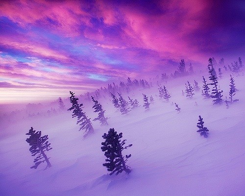 Purple; Fog