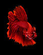 Siamese Fighting Fish : Capture the moving moment of red-blue siamese fighting fish isolated on black background. Betta fish