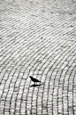 城市,纹理效果,动物斑纹,广场,步行_157644802_Pigeon silhouette and cobblestone, Rome Italy_创意图片_Getty Images China