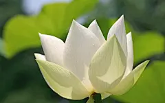 荷花写真高清壁纸桌面壁纸2