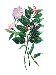 Hello鄧小毛采集到花