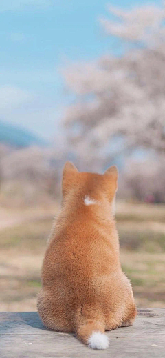 三月兰因采集到动物