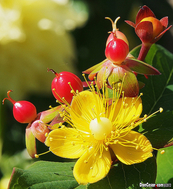 名称火龙珠又名红果金丝桃