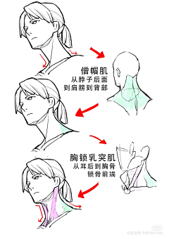 北冥扶风采集到女性人体结构