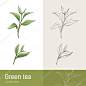 Cammelia 中华厂植物学绘图，绿茶生产