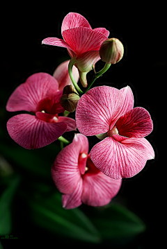 瑟芙采集到漂亮