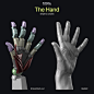 anatomy-for-sculptors-hand-4