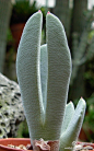 慈晃锦（Cheiridopsis denticulata），番杏科虾钳花属，原产于纳米比亚。叶对生似虾钳，叶面有小疣点。