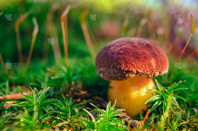 苔藓,特写,蘑菇,森林,食用菌,美,褐色...