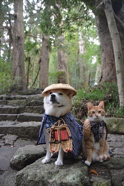 旅行不是人类的专利。这对来自日本的猫狗組...