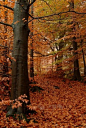 Autumn in Beech Wood, St Gwynno Forest, Mountain Ash in the Cynon Valley, England