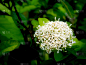 白色,花束,菜园,伊克索拉,可爱的,清新,热带气候,品红色,环境保护,泰国