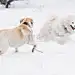 萨摩耶和拉布拉多犬在雪中嬉戏