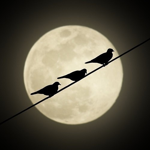 Birds against the mo...