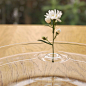花和漣漪。日本oodesign設計工作室出品，形似水面波紋痕跡的花器，薄而有著完美的平衡感，使他在任何水上都能輕松寫意的浮動著。