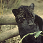 Jaguar Cat Picture Black jaguar