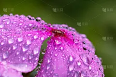 水滴在马达加斯加的长春花，完美的壁纸