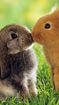 Haha, this is funny. Grey one 'oh! Uh...' orange one 'uh oh...'.        ( ) ( )    ( ' . ' )    (,,) (,,)   BUNNIES: 