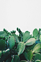 cacti: