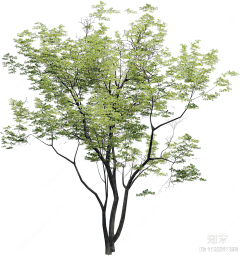 回忆那年今日采集到植物psd