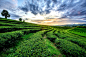 Sunset view of tea plantation by Sasin Tipchai on 500px