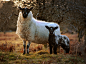 Proud Sheep, Curious Lamb by TamarViewStudio