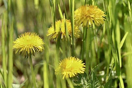 Dandelion, Medicinal...