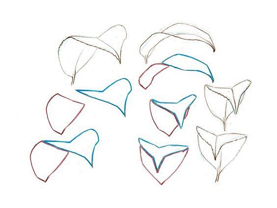 leaf shape