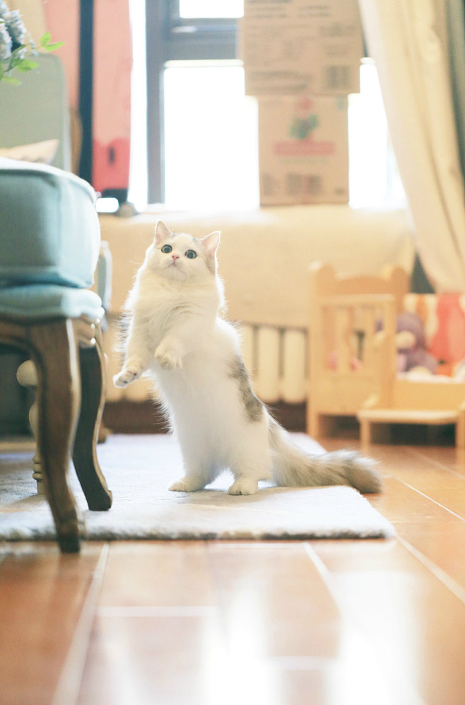 狐狸和馒头