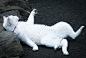 固定栏目，每日一猫，“Give me a beer!”，来自日本的Flickr用户Mami Hirano Gibbs，http://t.cn/8FCQM1E。