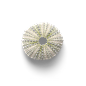 超高清 海星 海螺 贝壳 珊瑚 海马等 航洋生物主题 png元素 sea-urchin-2