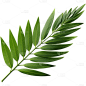 植物绿叶叶子