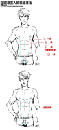 #SAI资源库# 【汉化】【男性腹肌】如何画出诱人的男性腹肌~还有漂亮的人鱼线哦！ 自己收藏，转需~（汉化：原画人）