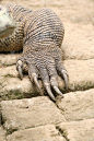 科莫多龙军械库(Varanus komodoensis)