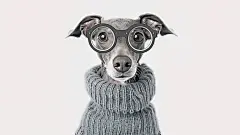 小狗可爱狗狗高清乖巧活泼蹦跳犬科动物