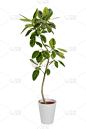 House PlantーFicus altissima Variegata