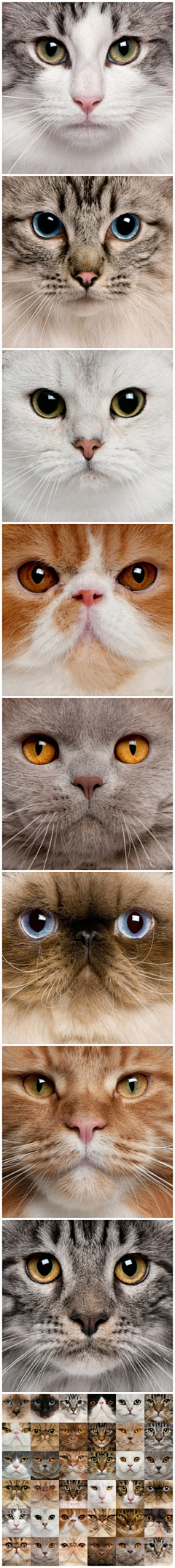 谁妖娆了青春采集到猫