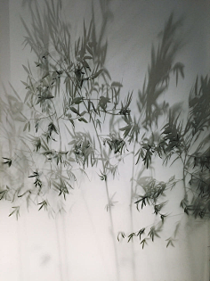 竹影-花瓣网|陪你做生活的设计师 | 红墙竹影