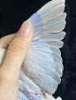 牡丹鹦鹉
