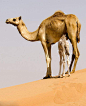 偶蹄目·胼足亚目·骆驼科：单峰驼