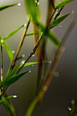 竹，临池，似玉。悒露静，和烟绿。