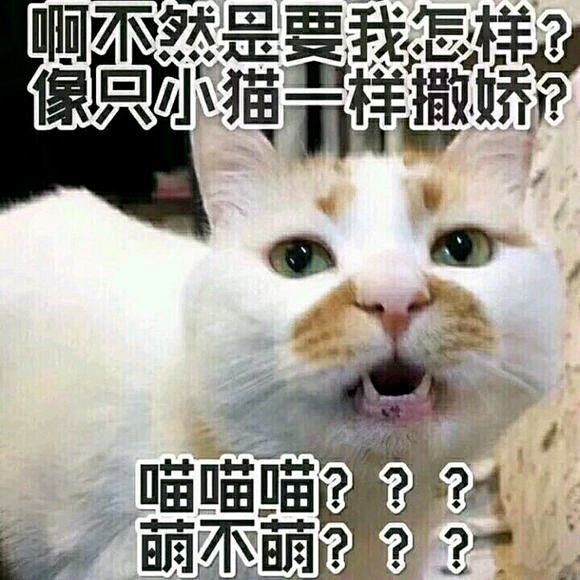 有没人知道这只猫的出处_斗图吧_百度贴吧