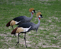 Crowned crane.  This bird is only found in the African savannah.  It is known for its beautiful crown from which it got its name.  This bird is very tall and is famous for its interesting breeding ritual, which includes jumping, dancing and bowing.