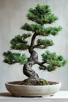 松树盆栽植物高清图片