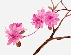 手绘花朵免抠素材_新图网 https://ixintu.com 手工 水彩画 绿化 自然 花卉 设计