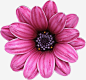 精美粉色花朵花瓣高清素材 页面网页 平面电商 创意素材 png素材