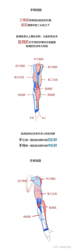 东南西北的西西采集到人体动态参考 手脚及一些肌肉