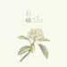 【花言葉】—-✿✿Gumeer作品